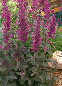 Agastache 'Bolero'